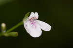 Looseflower waterwillow